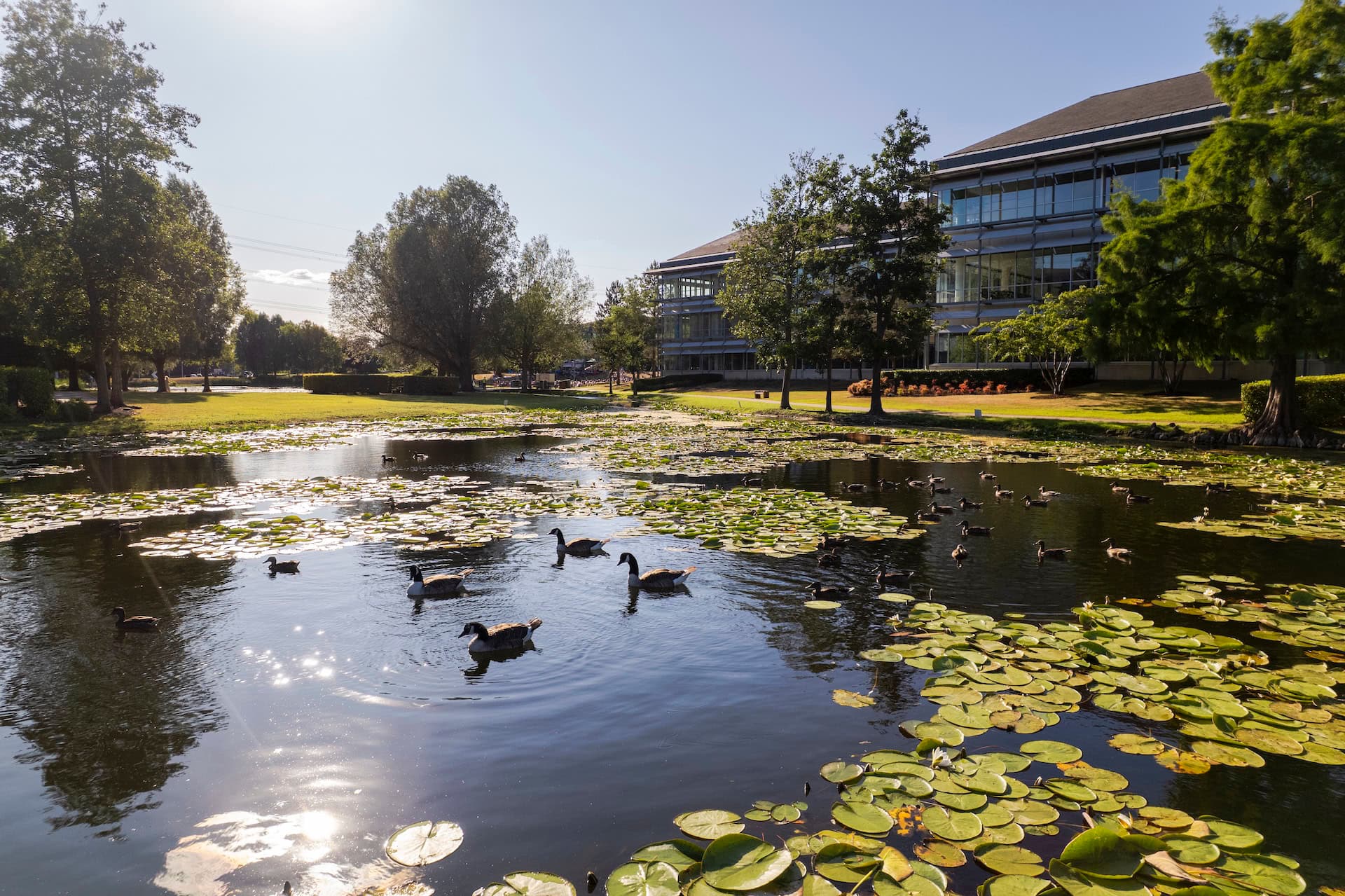 Waterfowl on the lake beside Arlington Park offices